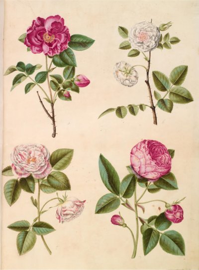 Rosa gallica (apothekersroos); Rosa ×alba (witte roos); Rosa gallica (Rosa Mundi); Rosa ×centifolia (honderdbladroos) door Hans Simon Holtzbecker