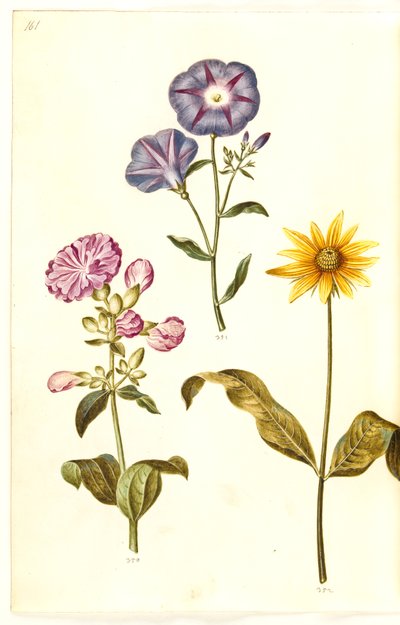 Saponaria officinalis (echte zeepkruid); Convolvulus tricolor (driekleurige winde); Helianthus (?) (zonnebloemsoort) door Hans Simon Holtzbecker