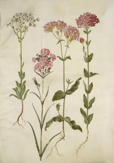 Saxifraga paniculata (rotssteenbreek); Silene viscaria (gewone pekbloem); Silene armeria (bundel-silene) door Hans Simon Holtzbecker