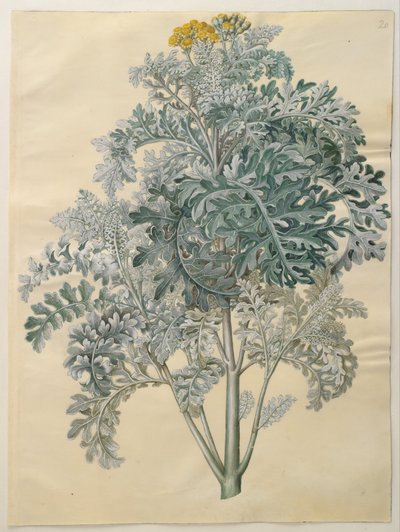 Senocio bicolor door Hans Simon Holtzbecker