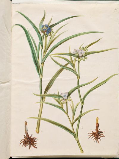 Tradescantia virginiana of Tradescantia ohiensis (bloemjood of ohio-bloemjood) door Hans Simon Holtzbecker