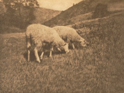 Schapen door Hans Watzek