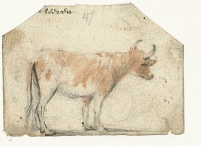 Koe, van opzij door Harmen ter Borch