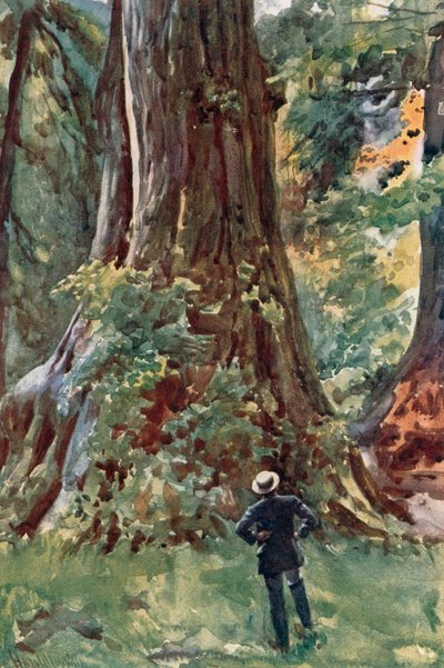 De grote boom, Stanley Park, Vancouver door Harold Copping