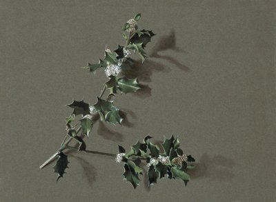 Ilex aquifolium L. Gewone Hulst, ca. 1870-1920 door Harold Drinkwater
