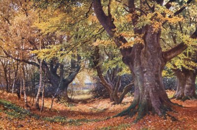 Beuken in de Herfst, nabij Godalming door Harold Sutton Palmer