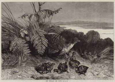 Hen fazant en jongen door Harrison William Weir