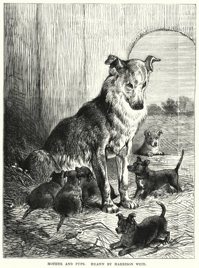 Moeder en pups door Harrison William Weir