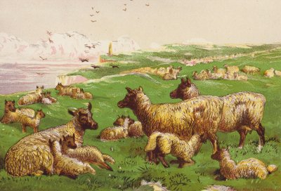 Schapen aan de zee door Harrison William Weir