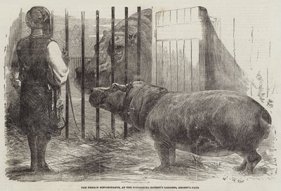 Het Vrouwtjesnijlpaard, in de Tuin van de Zoological Society, Regent