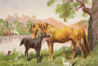 Het Verwoeste Kasteel door Harrison William Weir