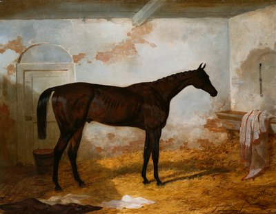 De bay hengst 