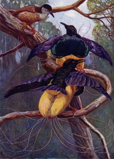 De paarse en gouden paradijsvogel door Harry Hamilton Johnston