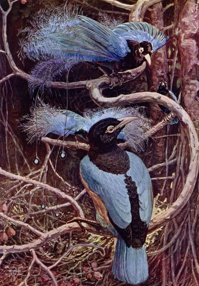De blauwe paradijsvogel door Harry Hamilton after Johnston