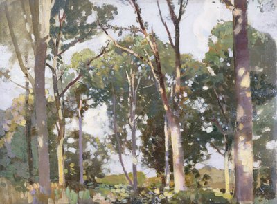 Bomen in zonlicht door Harry Watson