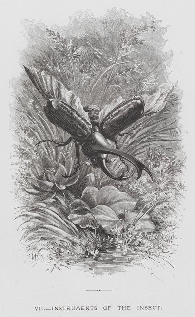 Het insect: Instrumenten van het insect door Hector Giacomelli