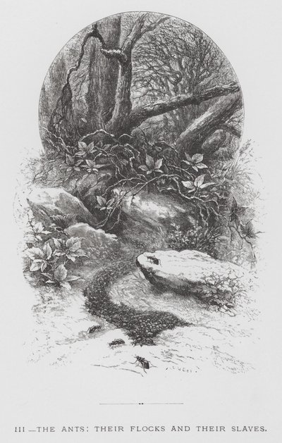 Het insect: De mieren, hun kuddes en hun slaven (gravure) door Hector Giacomelli