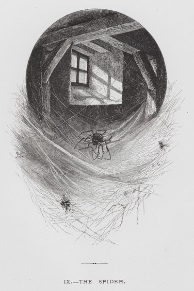 Het Insect: De Spin door Hector Giacomelli