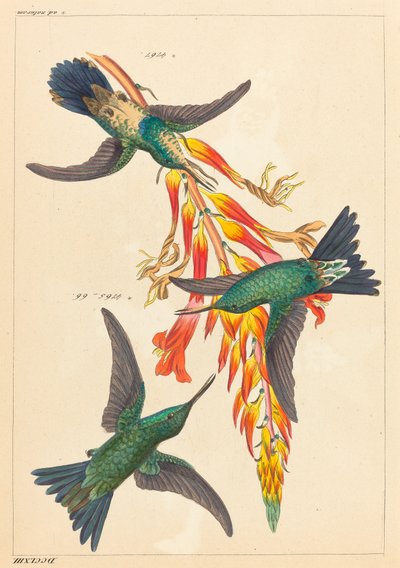 Drie kolibries met plant door Heinrich Gottlieb Ludwig Reichenbach