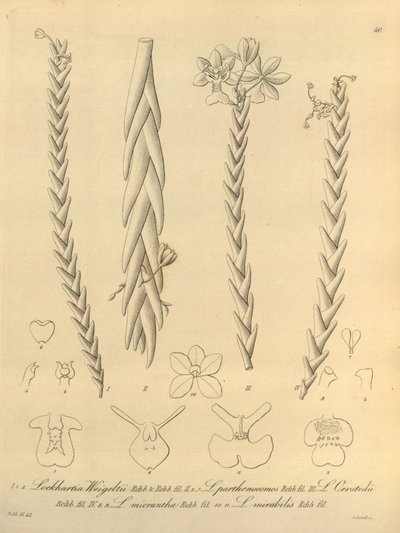 Lockhartia - Xenia vol 1 (1858) fig 40 door Heinrich Gustav Reichenbach