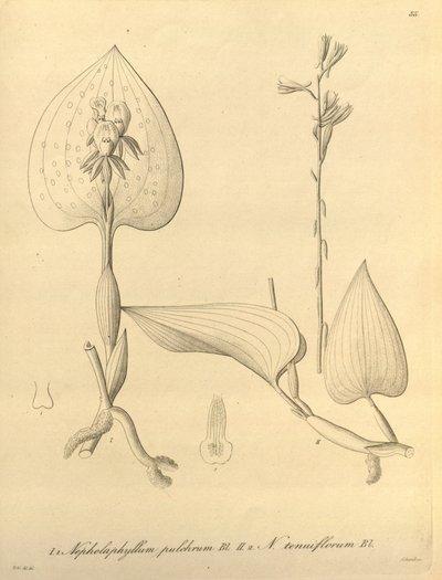 Dit bestand komt uit de Biodiversity Heritage Library en is online beschikbaar op biodiversitylibrary.org/page/696488 door Heinrich Gustav Reichenbach