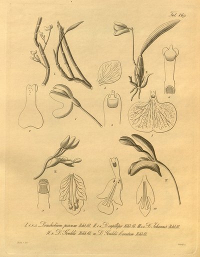 Dit bestand komt uit de Biodiversity Heritage Library door Heinrich Gustav Reichenbach
