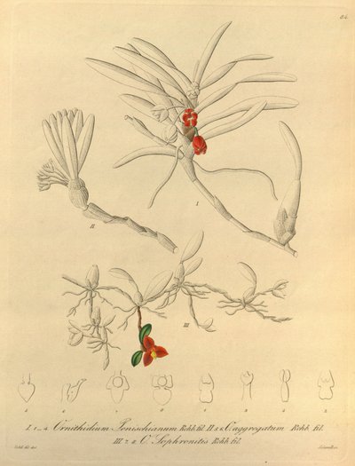 Dit bestand komt uit de Biodiversity Heritage Library en is online beschikbaar op biodiversitylibrary.org/page/696484 door Heinrich Gustav Reichenbach
