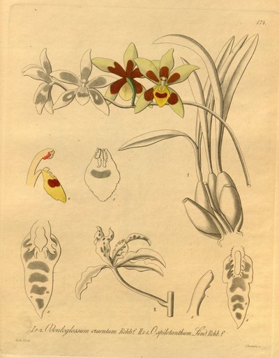 Dit bestand komt uit de Biodiversity Heritage Library, en is online beschikbaar op biodiversitylibrary.org/page/698370 door Heinrich Gustav Reichenbach