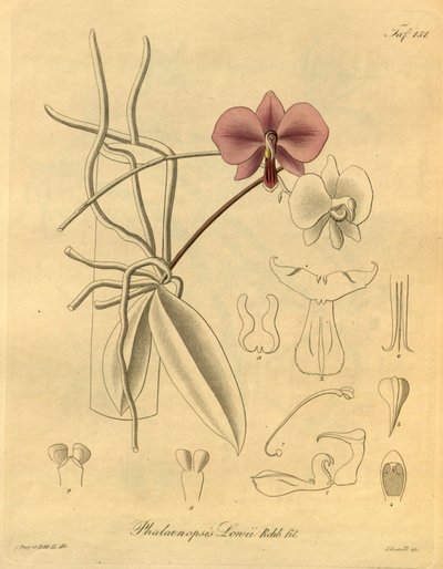 Dit bestand komt uit de Biodiversity Heritage Library en is online beschikbaar op biodiversitylibrary.org/page/698347 door Heinrich Gustav Reichenbach