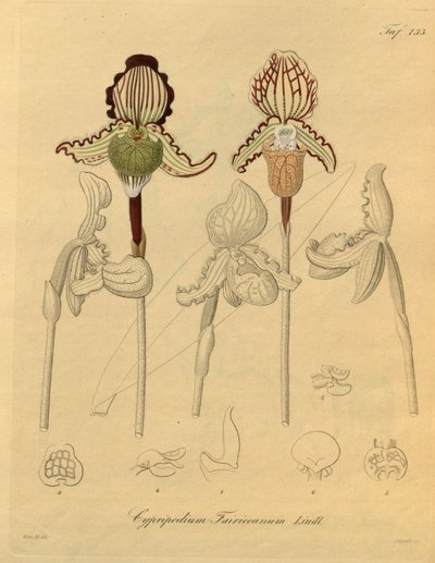 Dit bestand komt uit de Biodiversity Heritage Library en is online beschikbaar op biodiversitylibrary.org/page/698329 door Heinrich Gustav Reichenbach