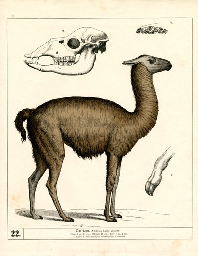  door Heinrich Leutemann