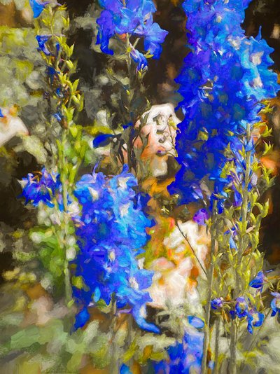 Blauwe Ridderspoor door Helen White