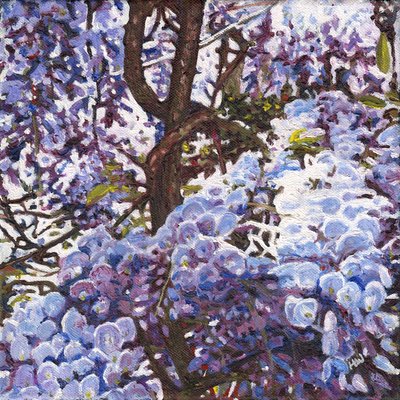 Blauwe Wisteria door Helen White