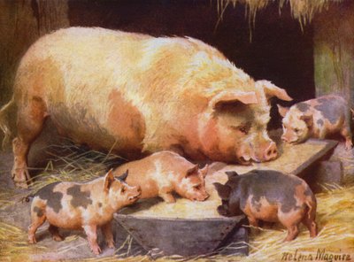 Zeug en biggen door Helena J. Maguire