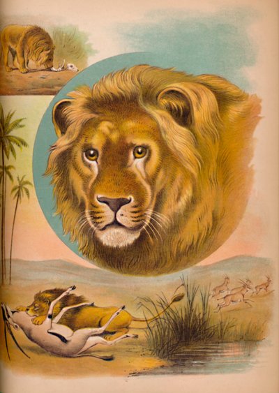 De Leeuw door Helena J. Maguire
