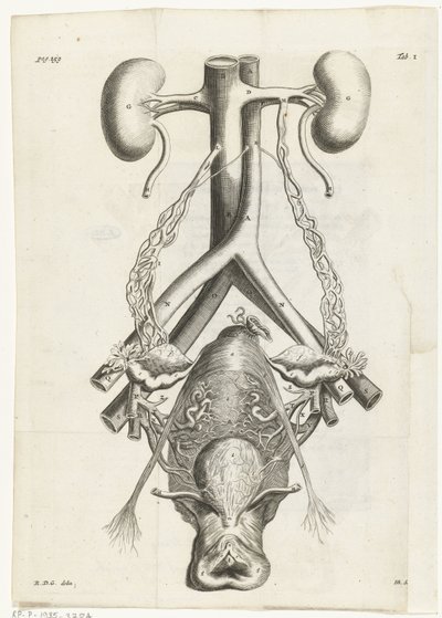 Anatomische afbeelding van de vrouwelijke geslachtsorganen en de nieren. Boekillustratie voor: Reinier de Graaf, Alle de wercken, Amsterdam, 1686 door Hendrik Bary