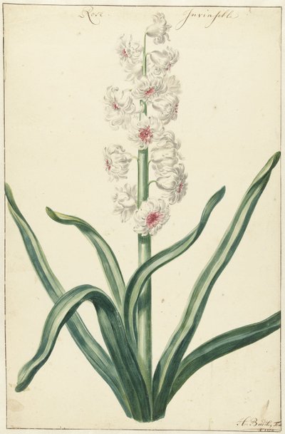 Witte hyacint door Hendrik Budde