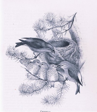 Kruisbekken, Natuur in Groot-Brittannië uitgegeven door Collins, 1946 door Hendrik Gronvold