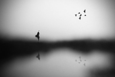Serene Birds Reflection door Hengki Lee