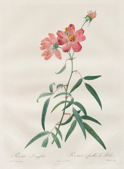 Les Roses: Rosa Longifolia, 1817-1824 door Pierre Joseph Redouté