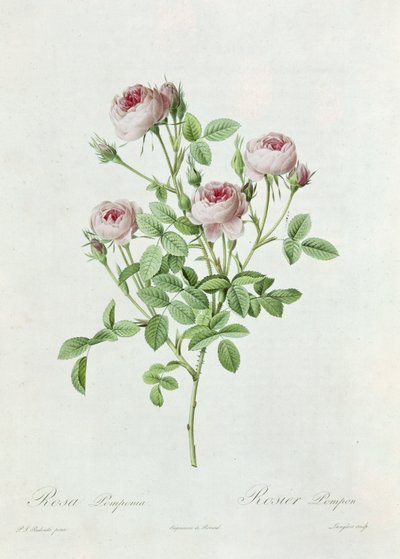 Rosa Pomponia, uit 