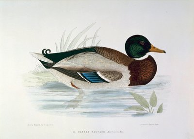Voorstelling van een wilde eend door Henri de la Blanchere