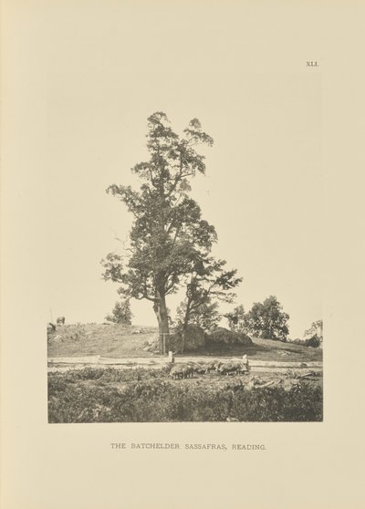 De Batchelder Sassafras, Reading door Henry Brooks