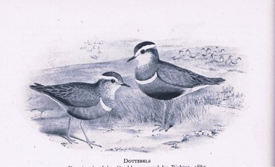 Morinelplevieren, Natuur in Groot-Brittannië uitgegeven door Collins, 1946 door Henry Constantine Richter
