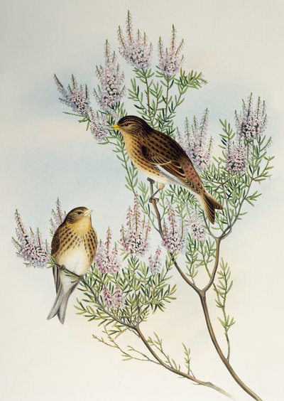 Twiet (Carduelis flavirostris), uit Birds of Great Britain door Henry Constantine Richter