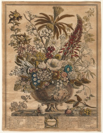 Twaalf Maanden Bloemen: December, 1730 door Henry Fletcher