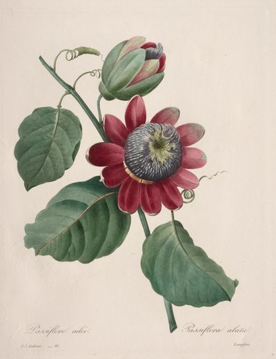 Keuze van de mooiste bloemen...mooiste vruchten: Gevleugelde Passiebloem door Henry Joseph Redouté