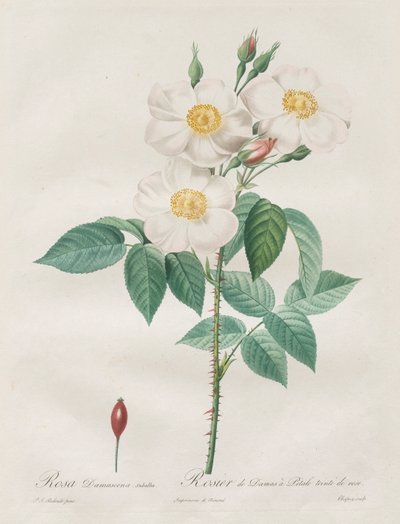 Les Roses: Rosa Damascena, subalba door Henry Joseph Redouté