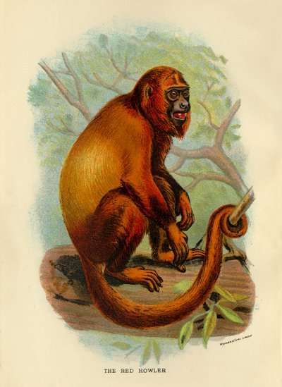 De Rode Brulaap, 1896 door Henry Ogg Forbes