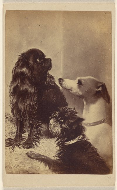 Floss, Daisy  Fairy; Honden van Barroness [sic] McClifford. Geschilderd door mevrouw Pointer. door Henry Pointer